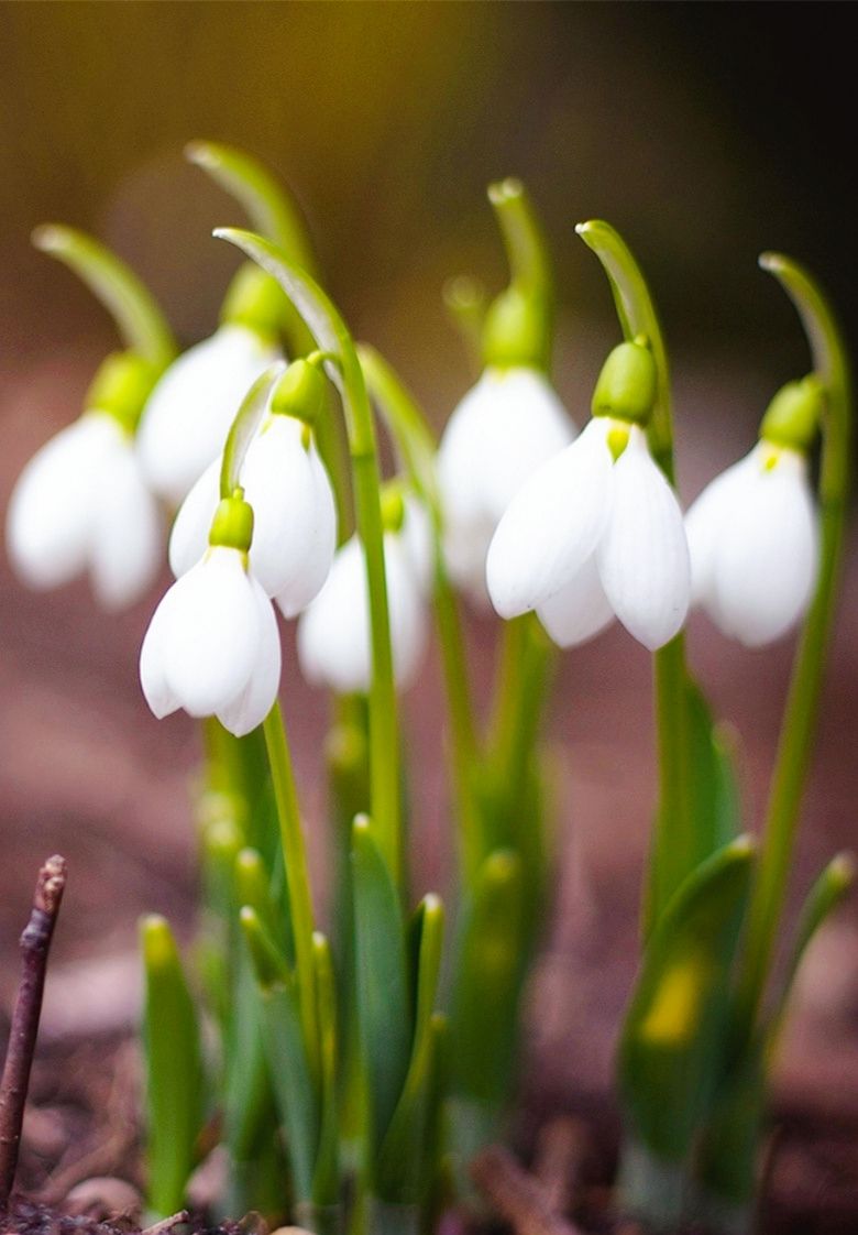 美丽的花让人感觉美好 使人心情愉悦