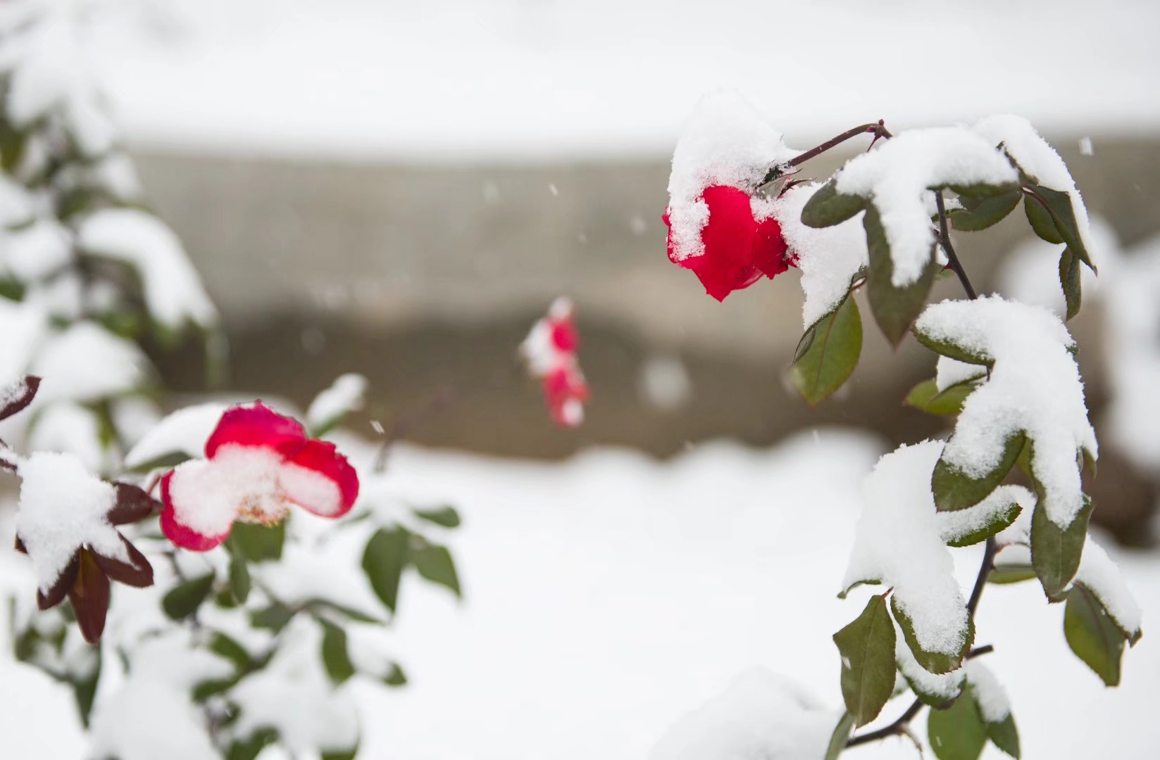 冬季玫瑰 免费图片 在桌面背景上雪中玫瑰 免费图片 玫瑰花 № 16989 | torange.biz
