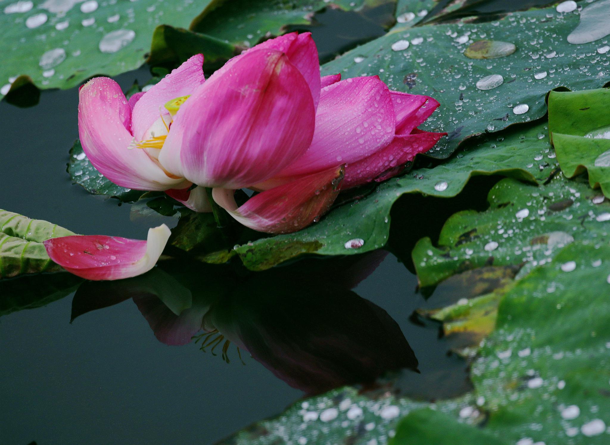 雨中荷塘别样情乡间荷塘激起了我心底那份久违的美妙感觉