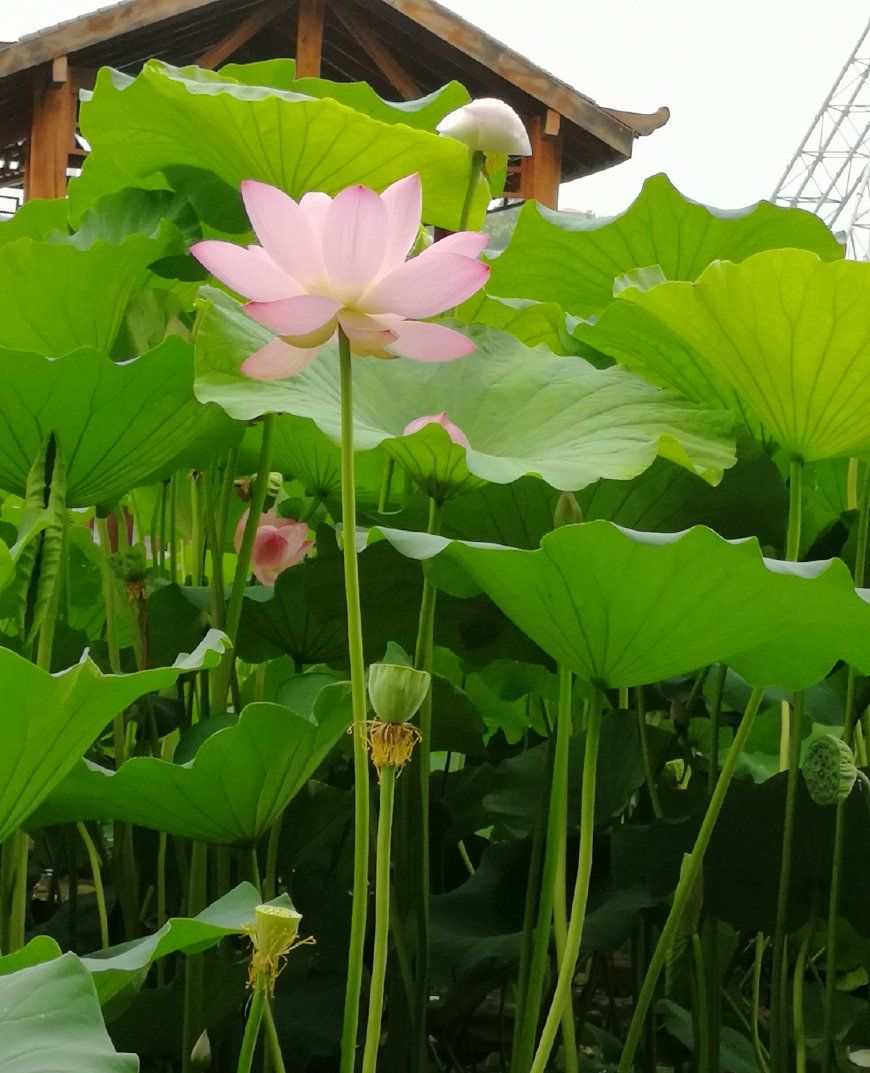 什么是真正的美?--鞠躬尽瘁死而后已!