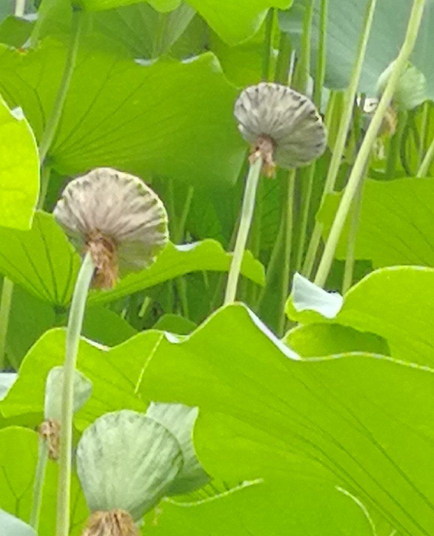 什么是真正的美?--鞠躬尽瘁死而后已!