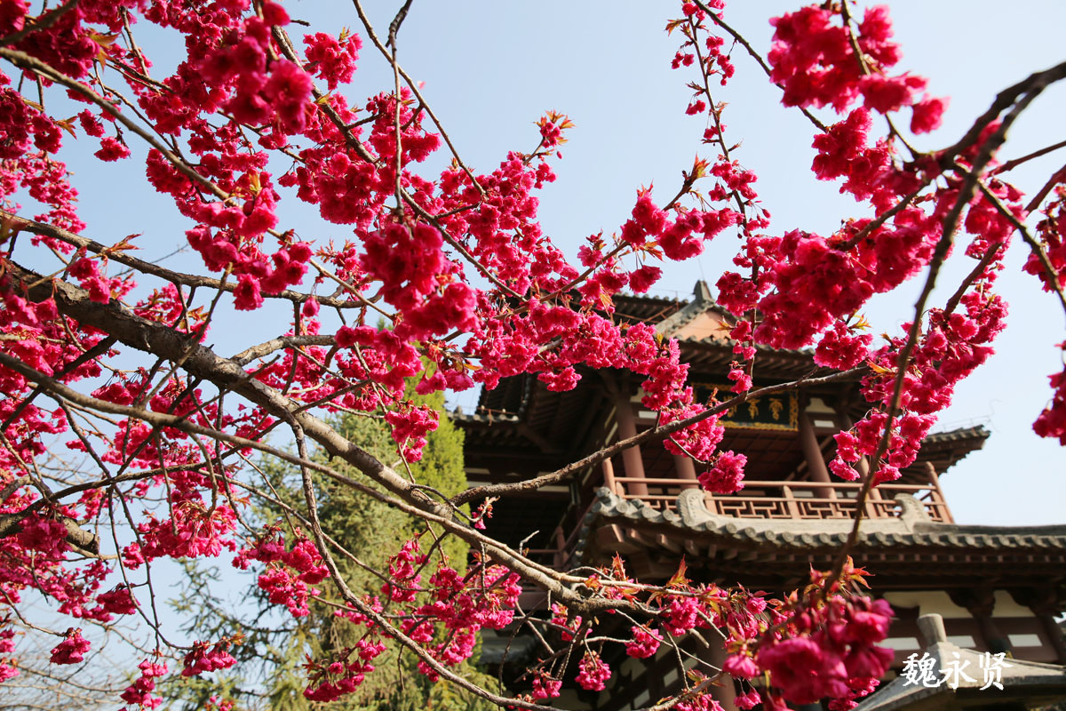 西安青龙寺进入樱花季早樱已绽放盛花期要到三月底四月初