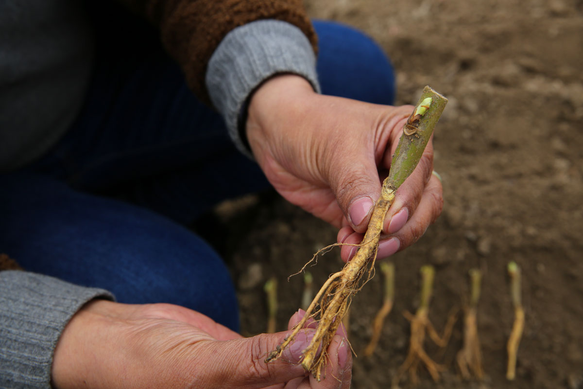 金蚕之乡池河春天育桑树苗 一个村培育百万株嫁接苗