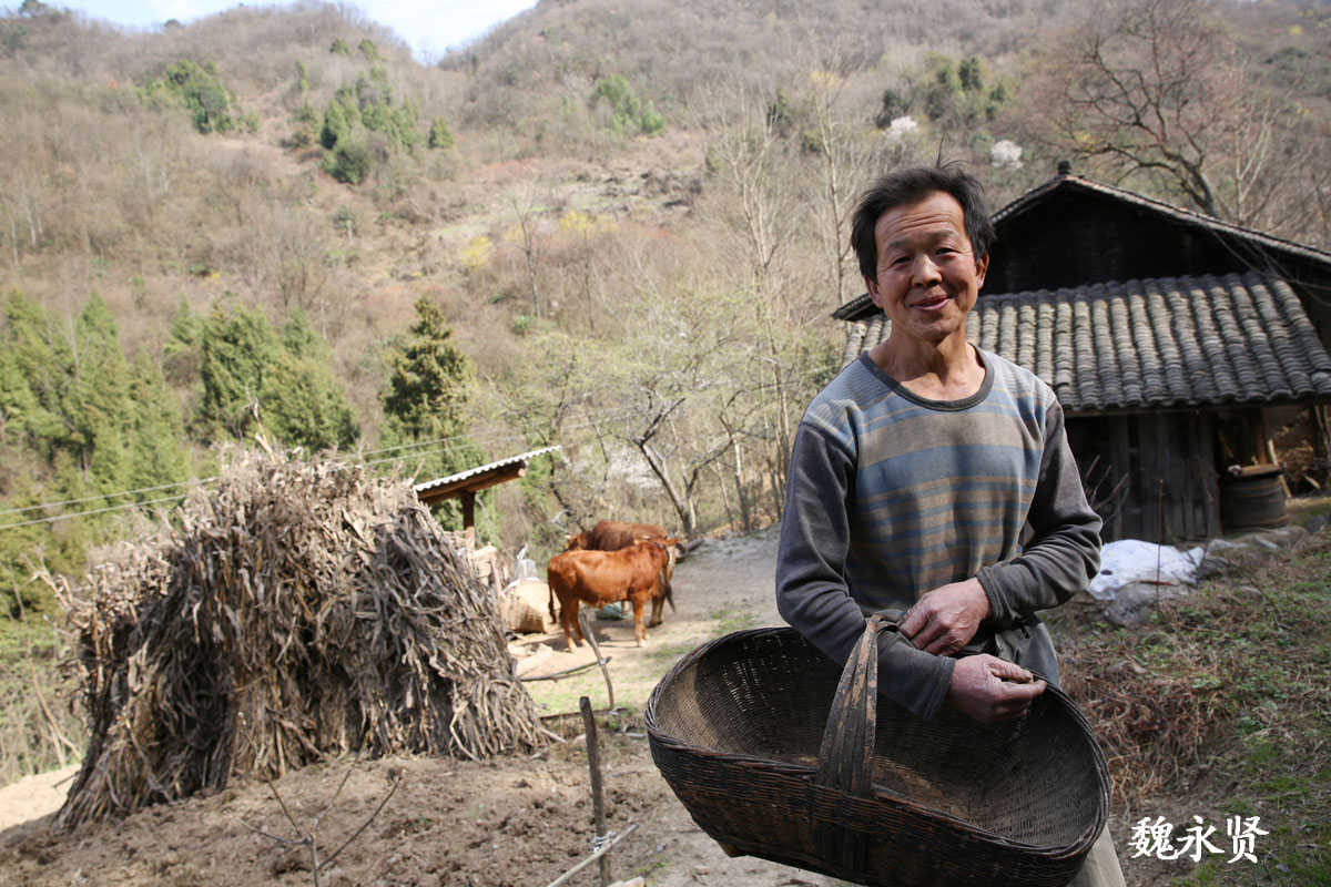 大山里的单身大叔,2头牛20亩地,说山里的生活自由清爽有奔头