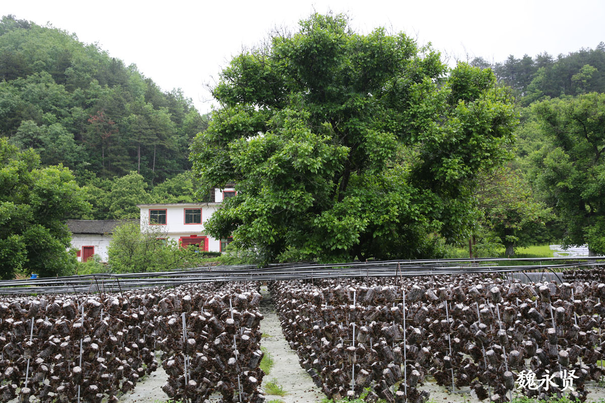 雨天走进秦岭深山看柞水木耳 黑木耳金木耳成农民致富"金耳朵"