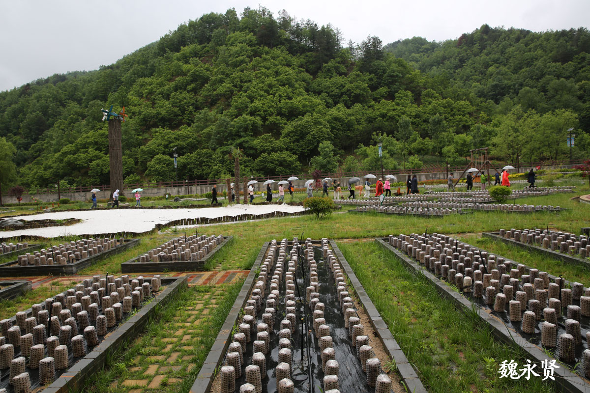 5月28日,商洛柞水县下梁镇,秦岭深山里的木耳小镇在雨中显得格外美丽