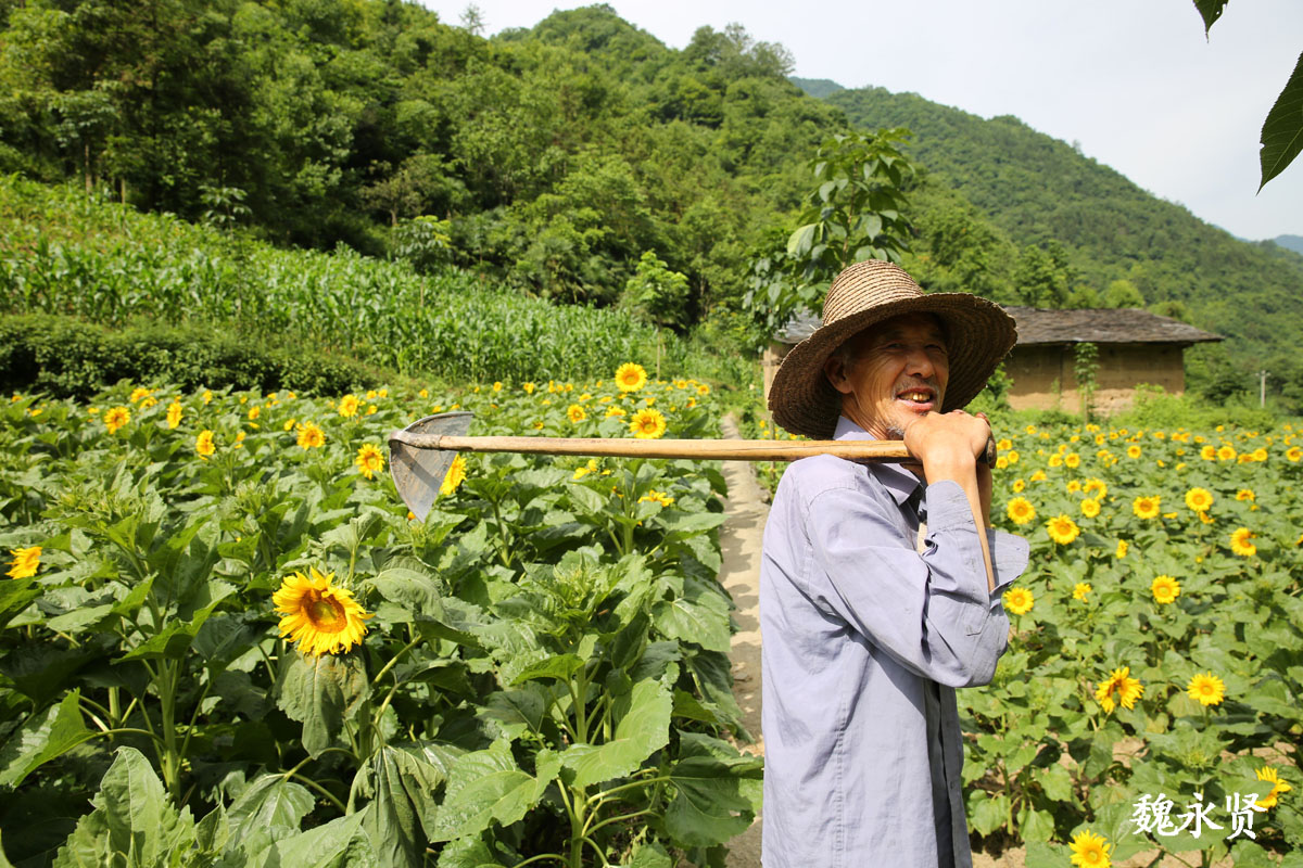 隐世小山村向日葵花盛开引来游客 高颜值经济让村民脱贫致富 油葵 向日葵花 山村 新浪新闻 隐世小山村向日葵花盛开引来游客 高颜值经济让村民脱贫致富 油葵 向日葵花 山村 新浪新闻