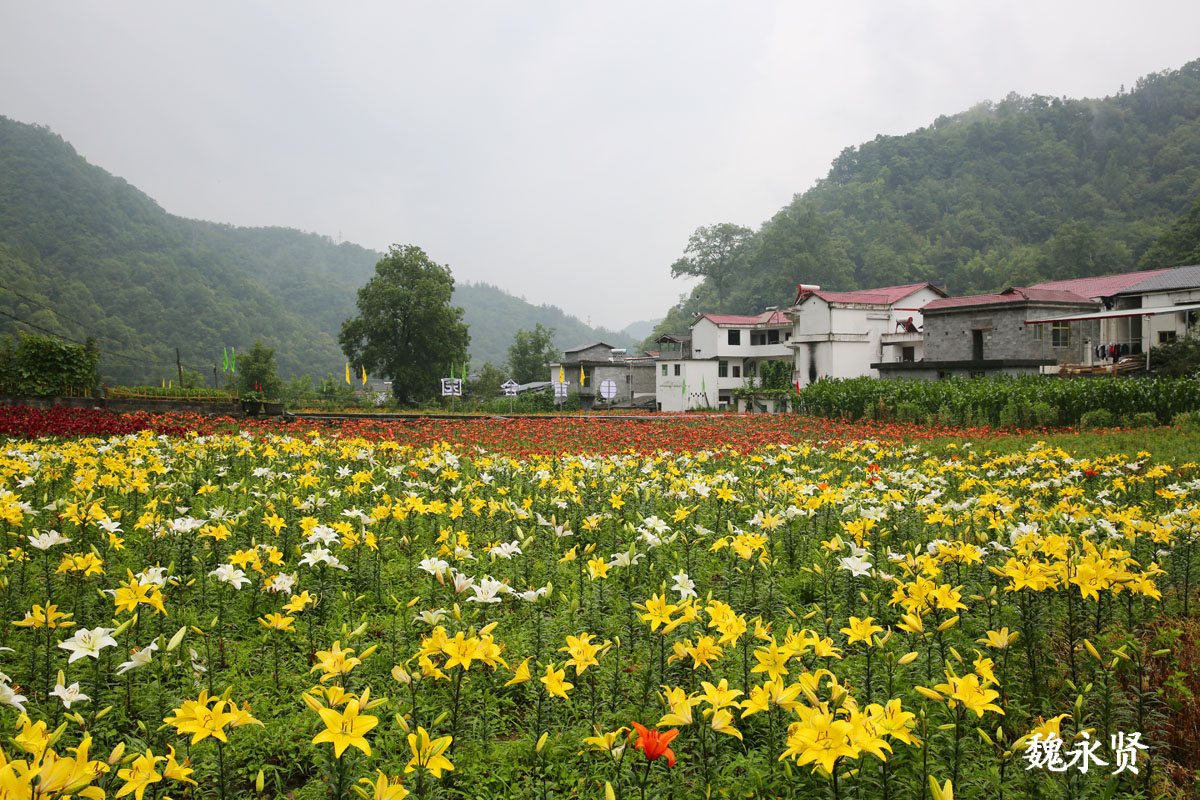 大巴山里百亩七彩百合花盛开,雨中百合花美如天使,美爆山村