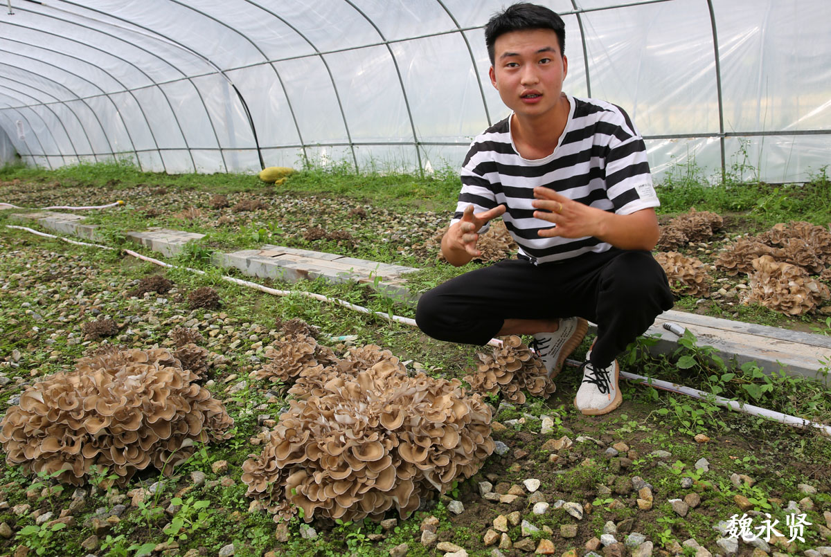 95小伙大学毕业回家种地,种出好看又好吃的栗蘑,这是希望之花