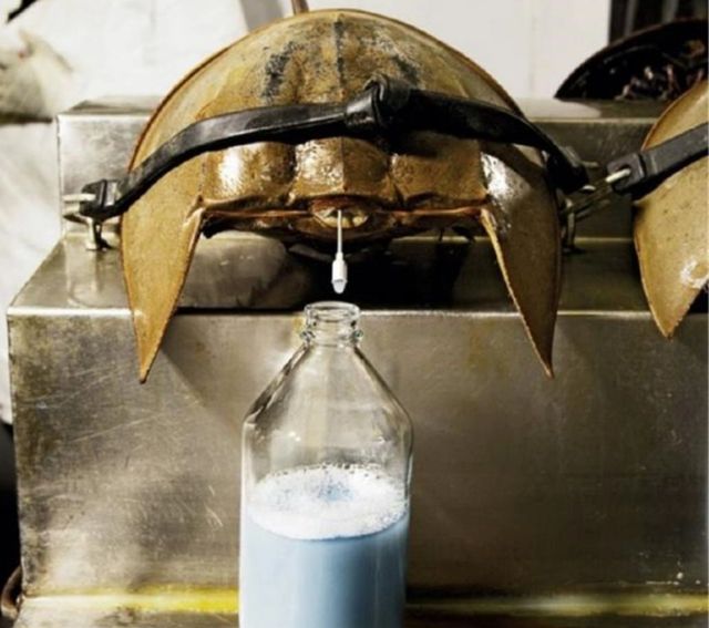 它珍贵的蓝色血液,被人类"吸"了几十年,存活5亿年今濒临绝种