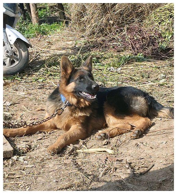 普通狗绳拴不住德牧,给它换根"大金链子",狗:这才土豪