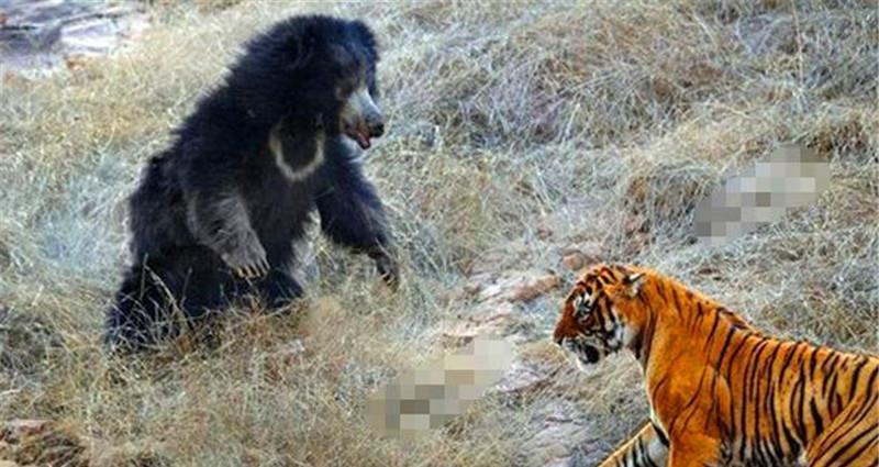 母熊老虎强强对抗,没想到熊获胜,而且胜的原因让人心服口服!
