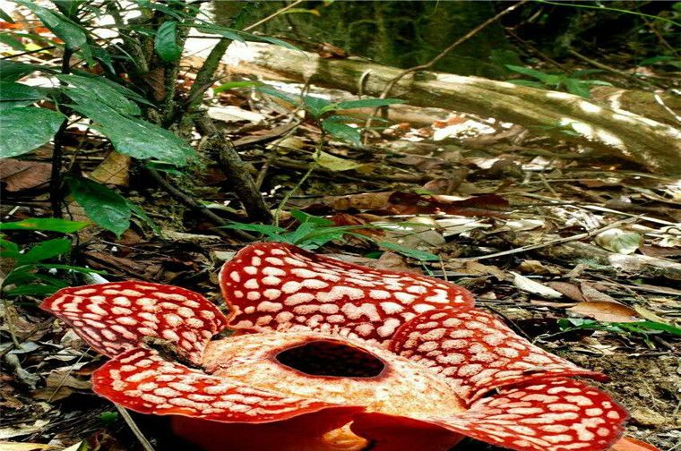 散发着腐尸味,是花中之王|大王花|腐尸|吃人_新浪新闻