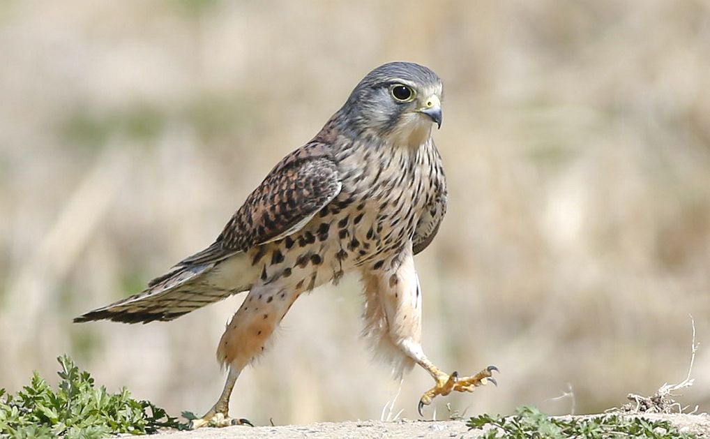 隼科的小型猛禽红隼,以猎食时有翱翔习性而著名