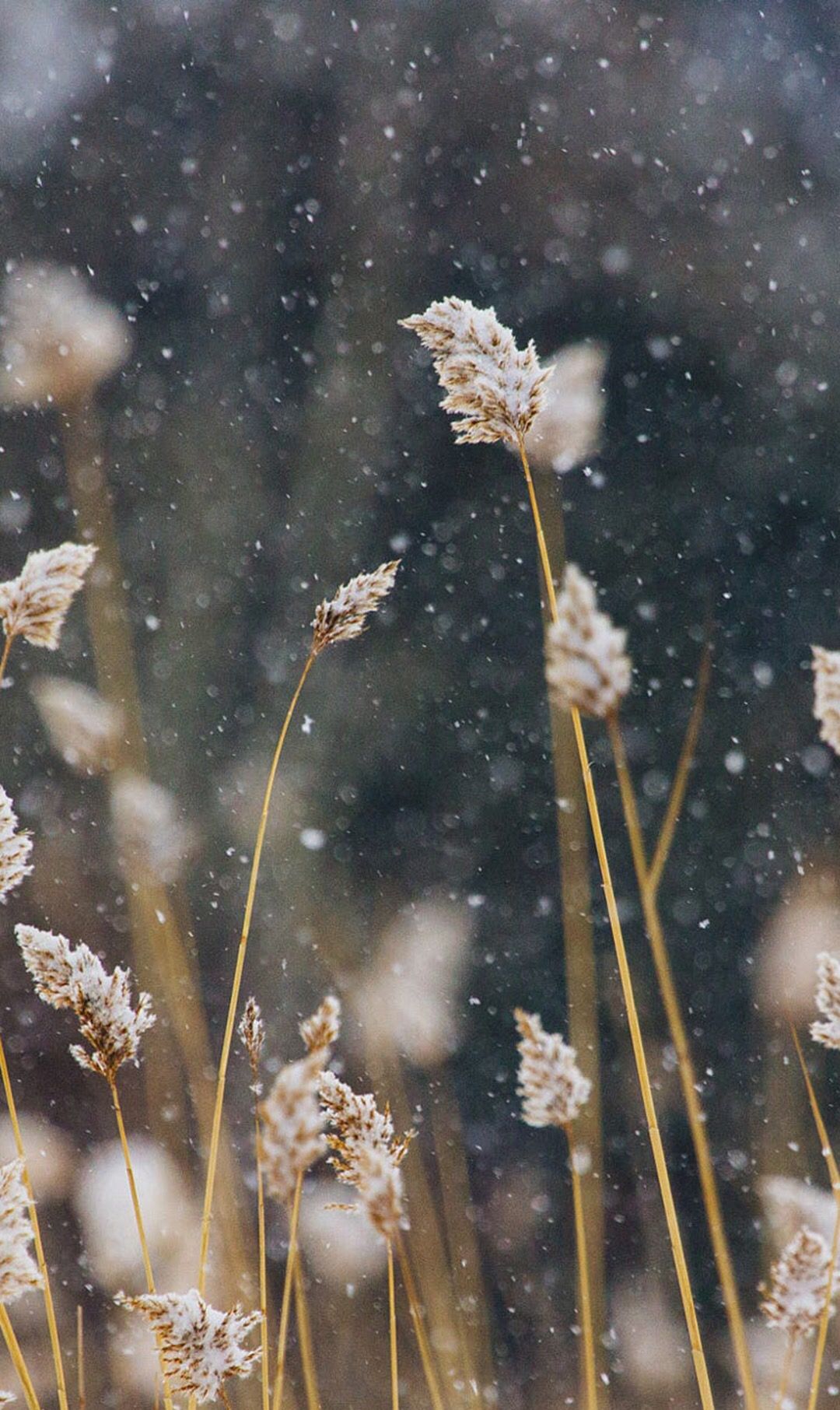 超美雪景手机屏保壁纸辽宁不下雪只能看美景已解相思之情