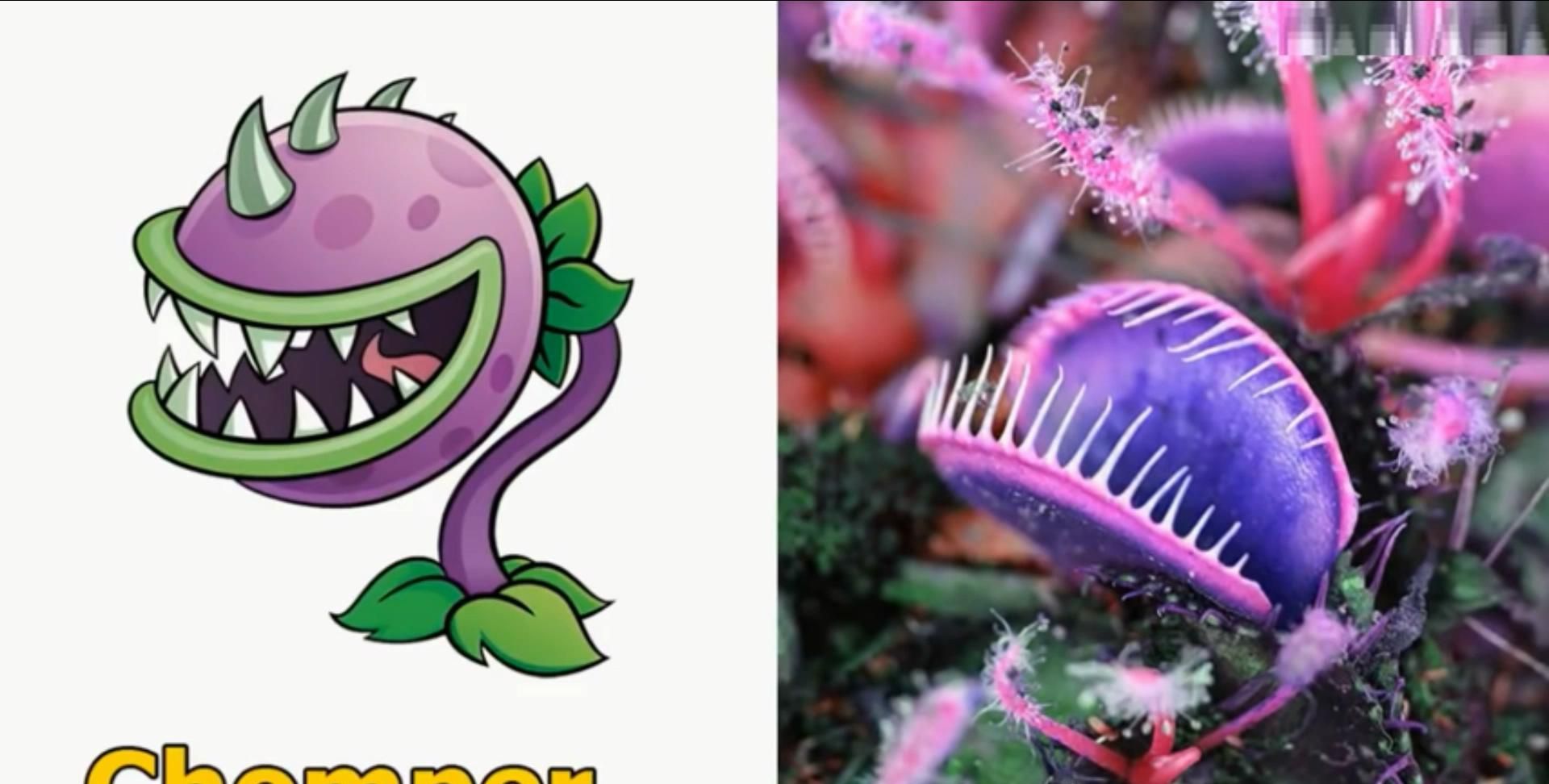 植物大战僵尸植物与现实对应豌豆超还原食人花竟是捕蝇草