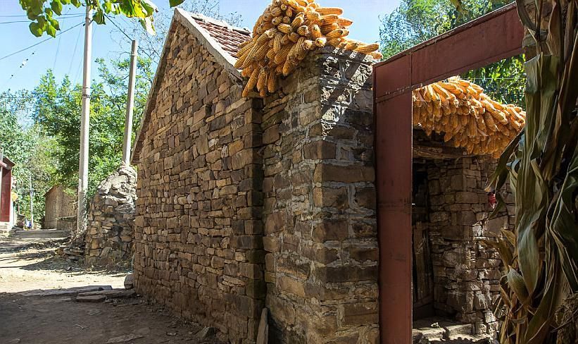 石头砌成的平房上挂玉米碾中华田园犬看护着丰收的玉米传统的农家小院