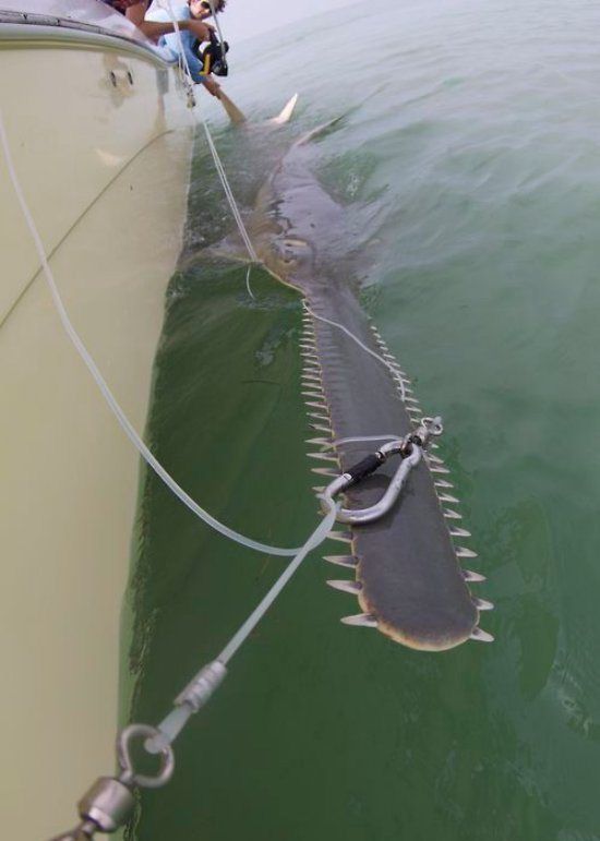 中有一种非常厉害的动物叫锯齿鱼,它们的头部有一个形似电锯的的东西