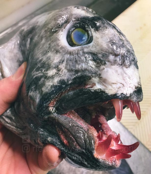 怪怪水族馆特殊鱼类图片
