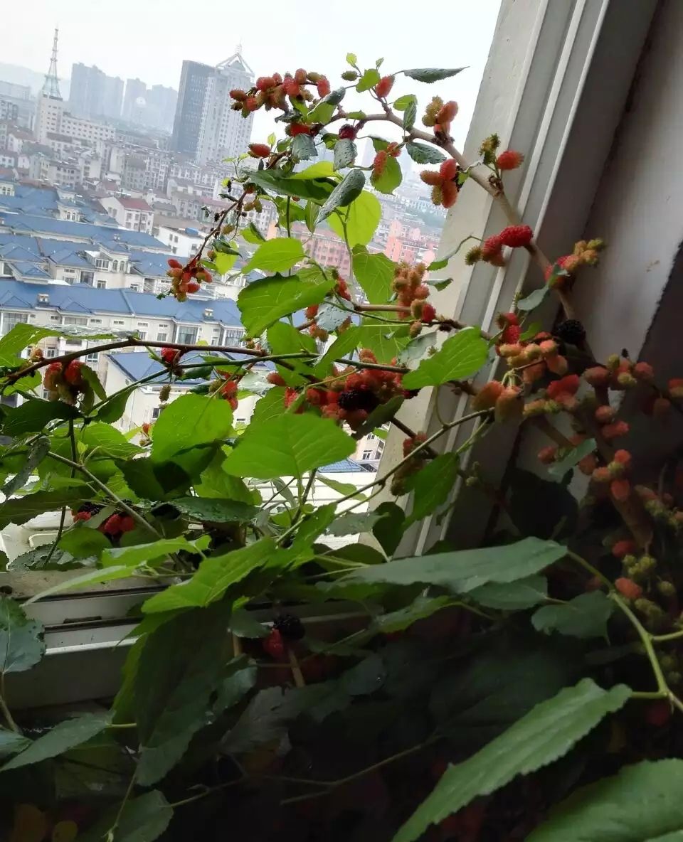 阳台盆栽大果桑,长果桑,果子超多,个头超大