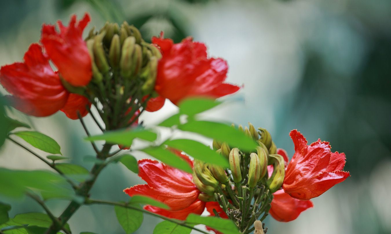 春暖花开,深圳路边火焰树红花怒放