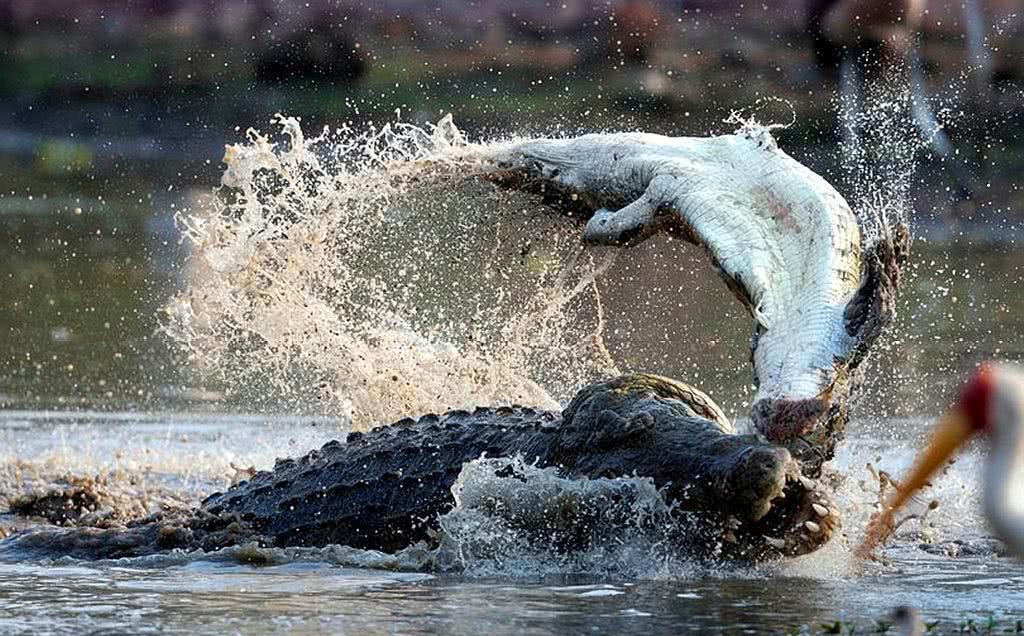 大鳄鱼张着大嘴向同类发起攻击,冲突持续升级,小鳄鱼被撕碎