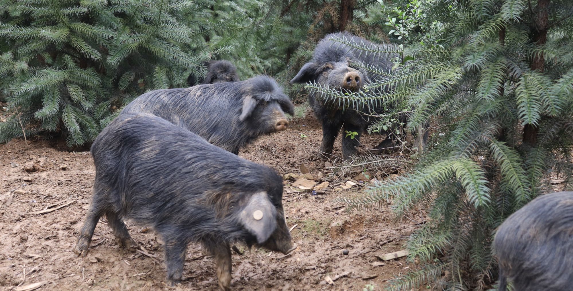 放养藏香猪,30头种猪一年的时间到现在的300头!_高清图集_新浪网