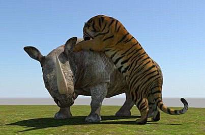 成年犀牛与老虎同归于尽,场面相当凄惨,背后真相让人吃惊