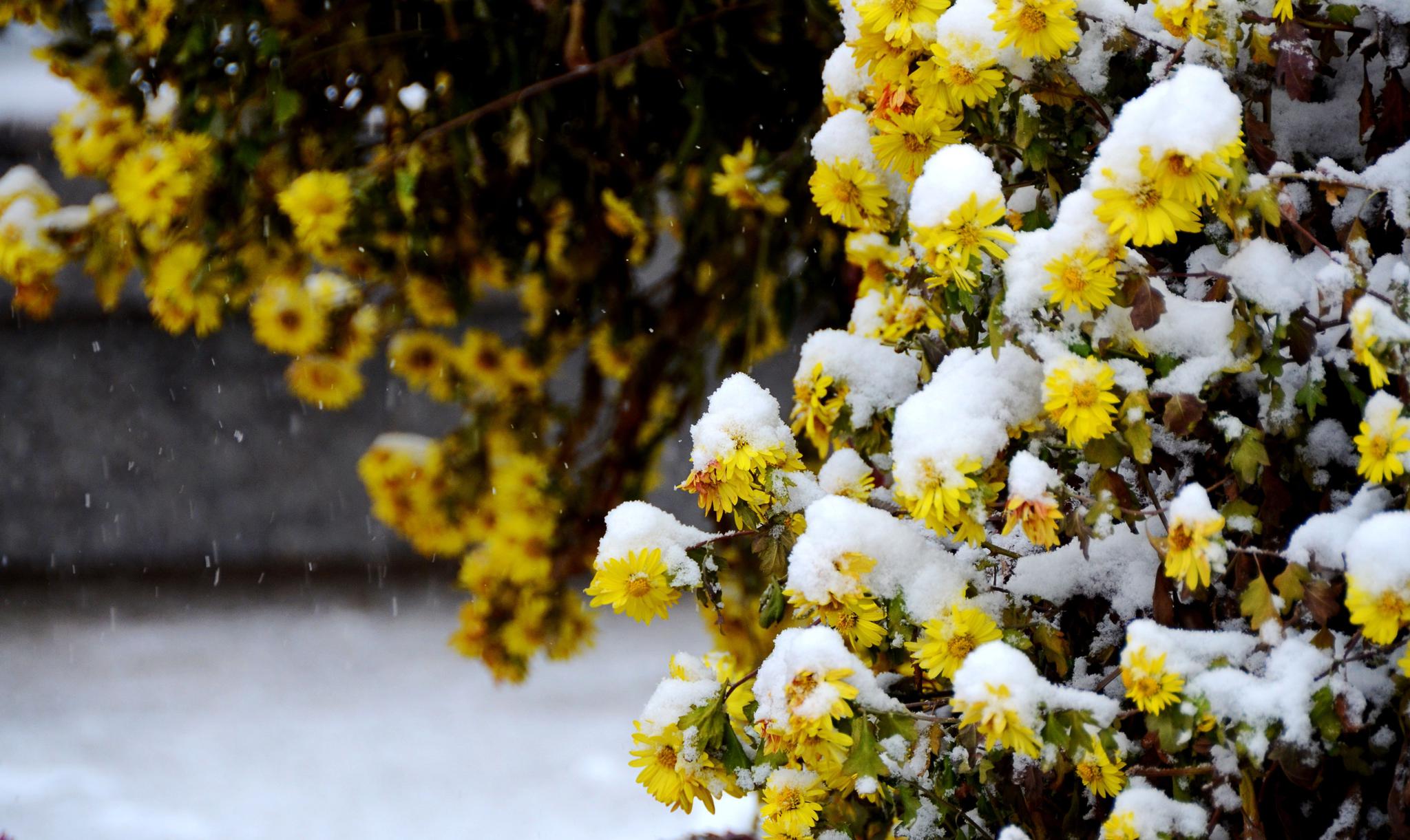 芳容不惧寒霜雪 香如故