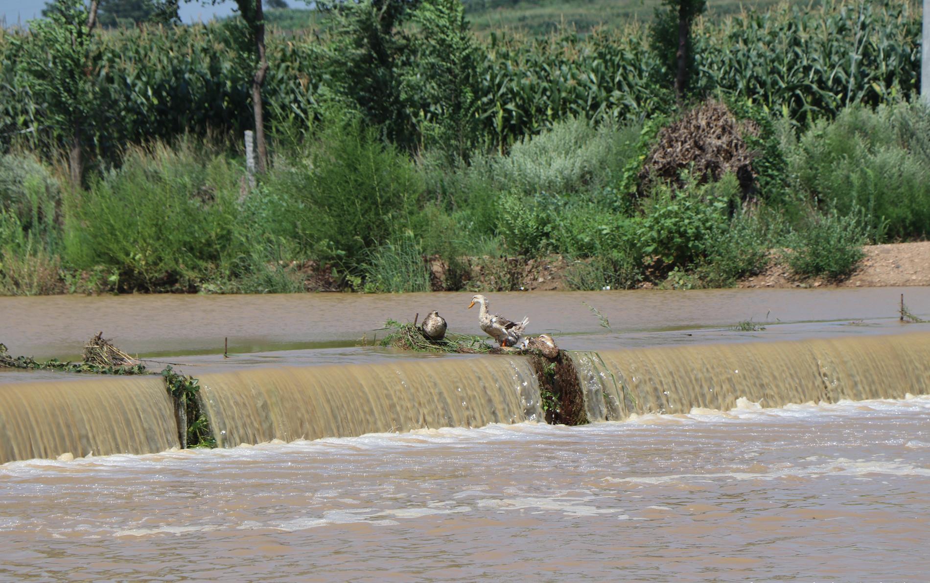 昨天一场急雨过后,烟台莱阳富水河重现"大河"风范