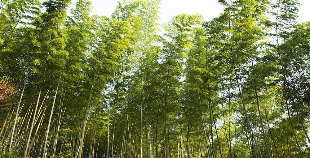 最美乡村:安徽宣城革命老区竹林景色美如画