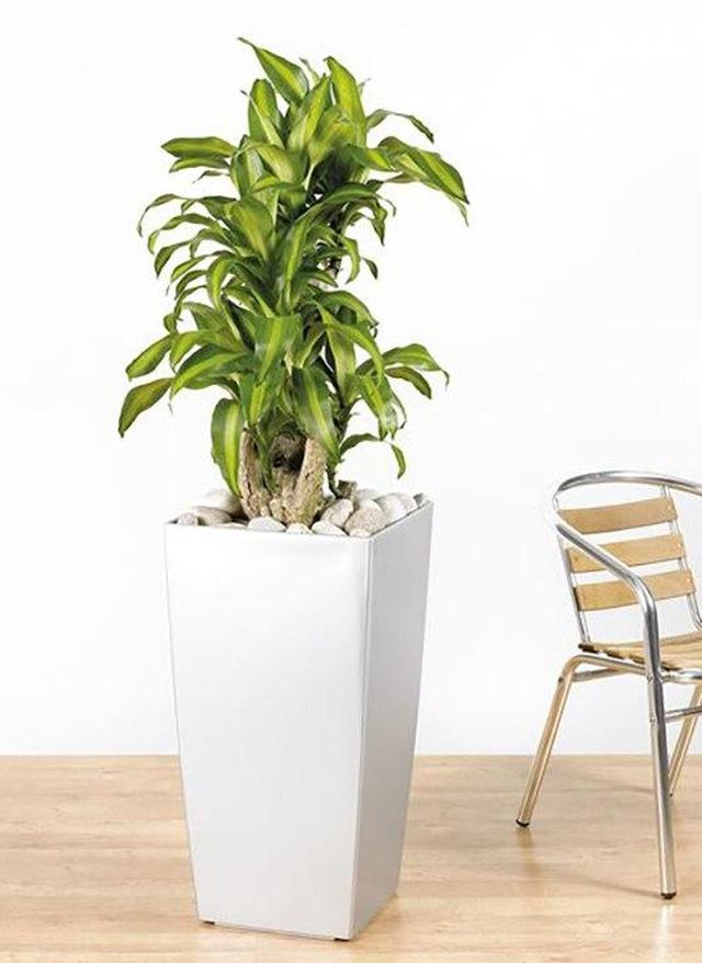 适合室内养的植物(适合室内养的植物花卉寓意好的)