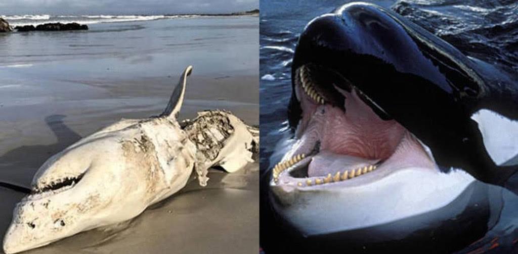 大白鲨狩猎虎鲸,往往由猎人转换为猎物,智商是硬伤