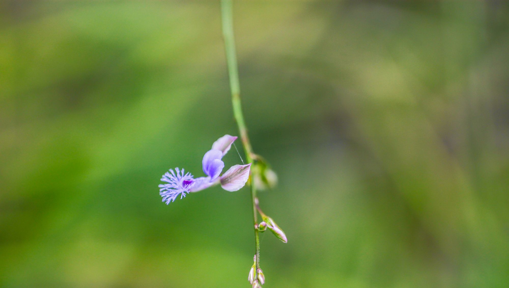 微距镜头下的远志花花朵极小却有着异乎寻常的美丽