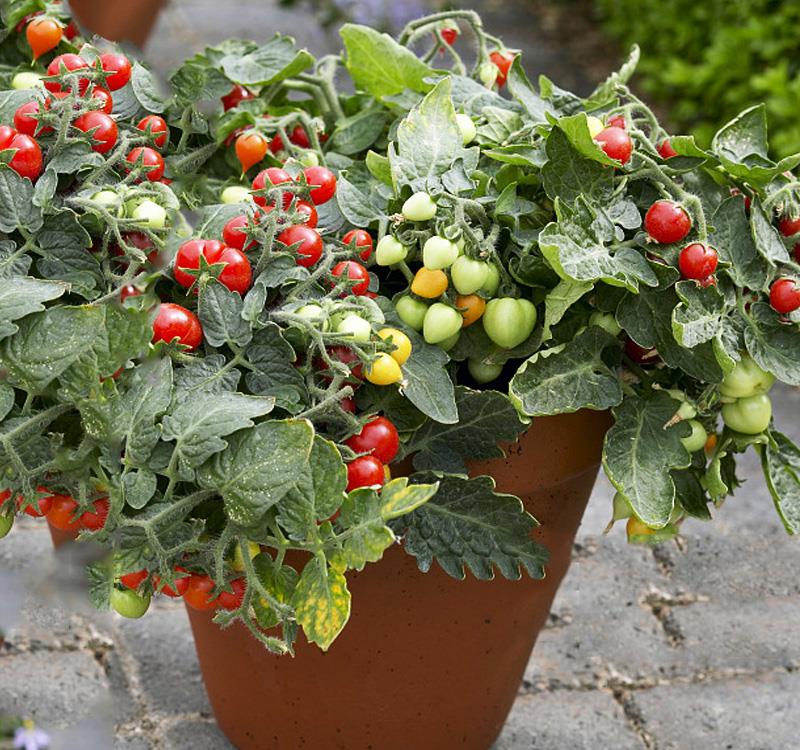 什么果树在室内好养活(什么果树在室内好养活一点)