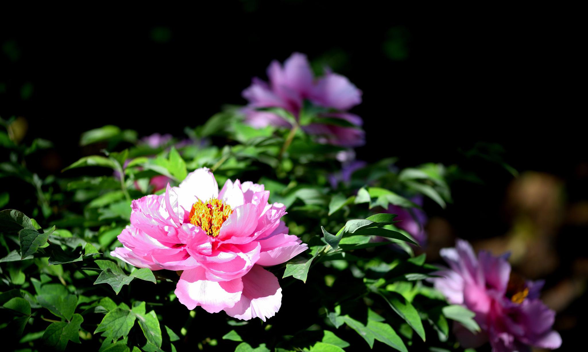 定格洛阳牡丹——大朵的牡丹花开,怎么看都漂亮