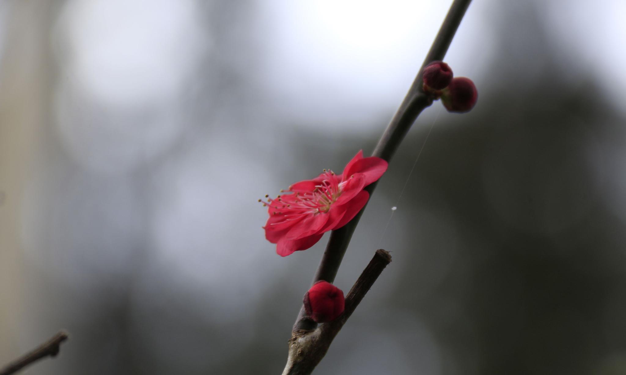 昆明黑龙潭的一剪梅花_高清图集_新浪网