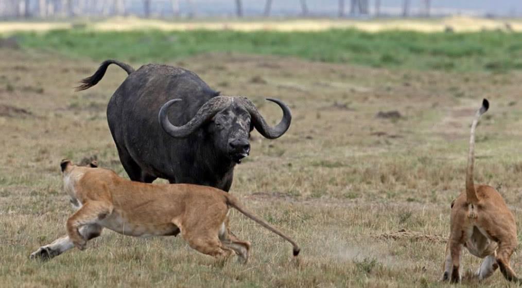 野牛正在追杀小狮子,母狮却回来了,网友:这下有的瞧了