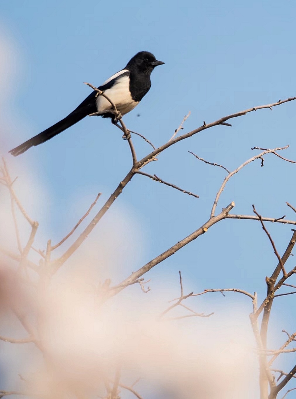 喜上枝头春意浓喜鹊