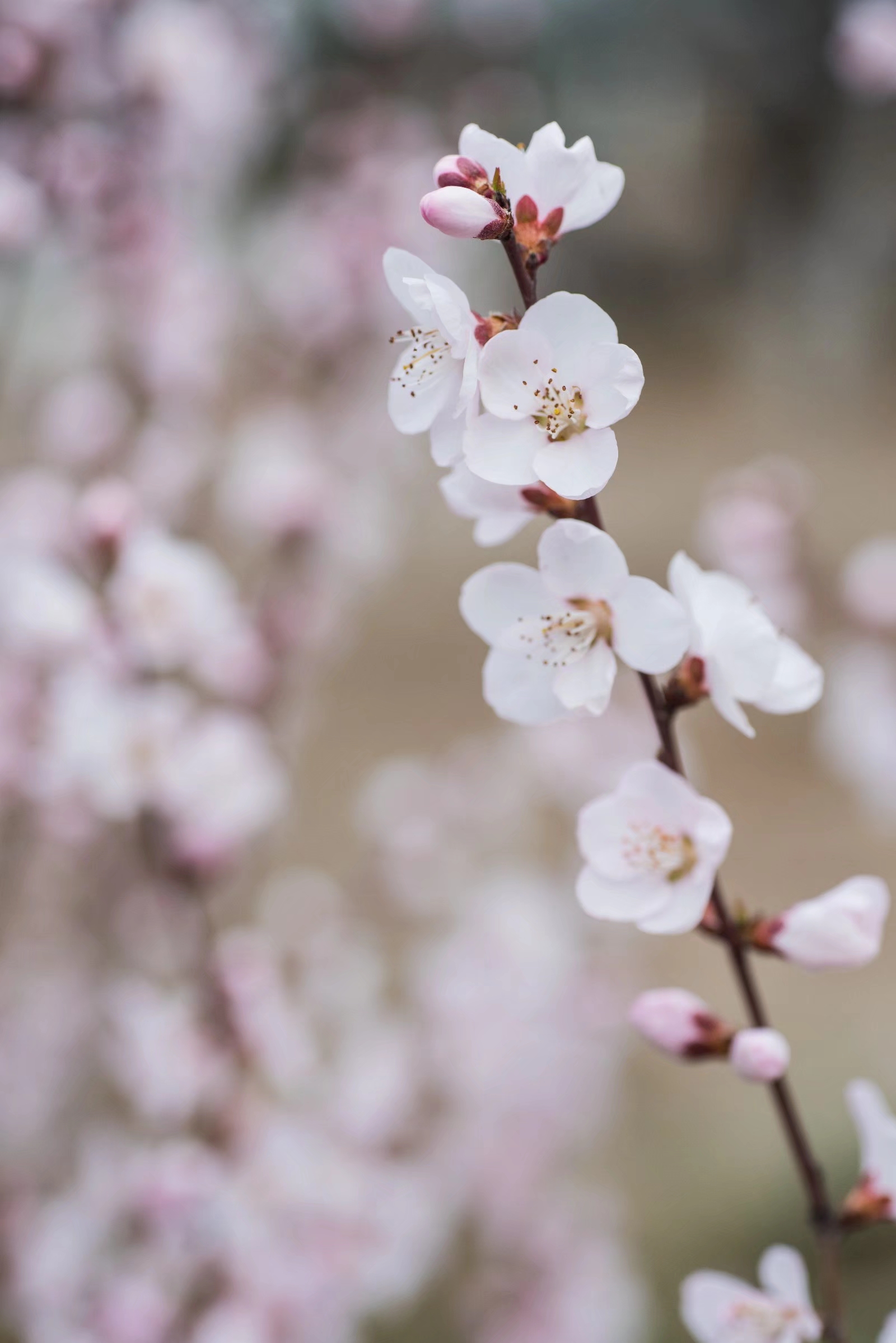 令人好颜色 的白山桃花 美容功效你了解多少