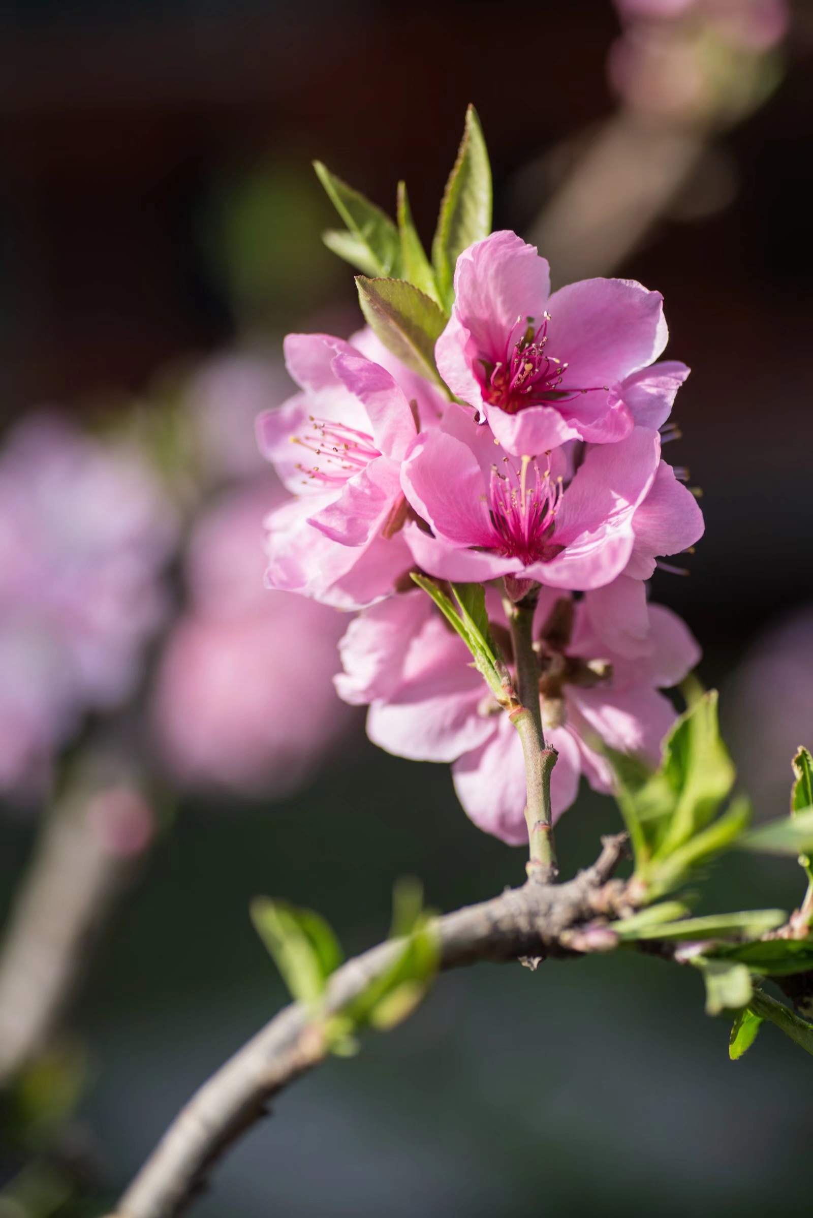 花大色艳异常美丽的碧桃是历代文人墨客笔下的题材|碧桃|诗词|笔下_新