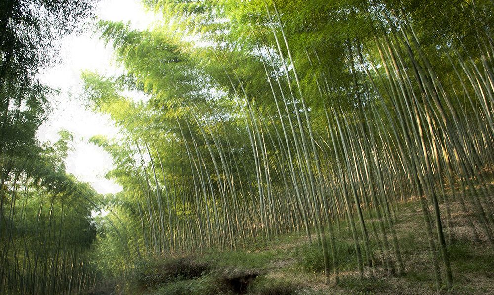 最美乡村:安徽宣城革命老区竹林景色美如画