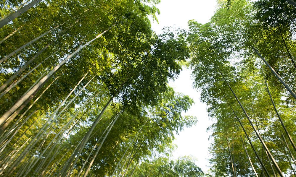 最美乡村:安徽宣城革命老区竹林景色美如画