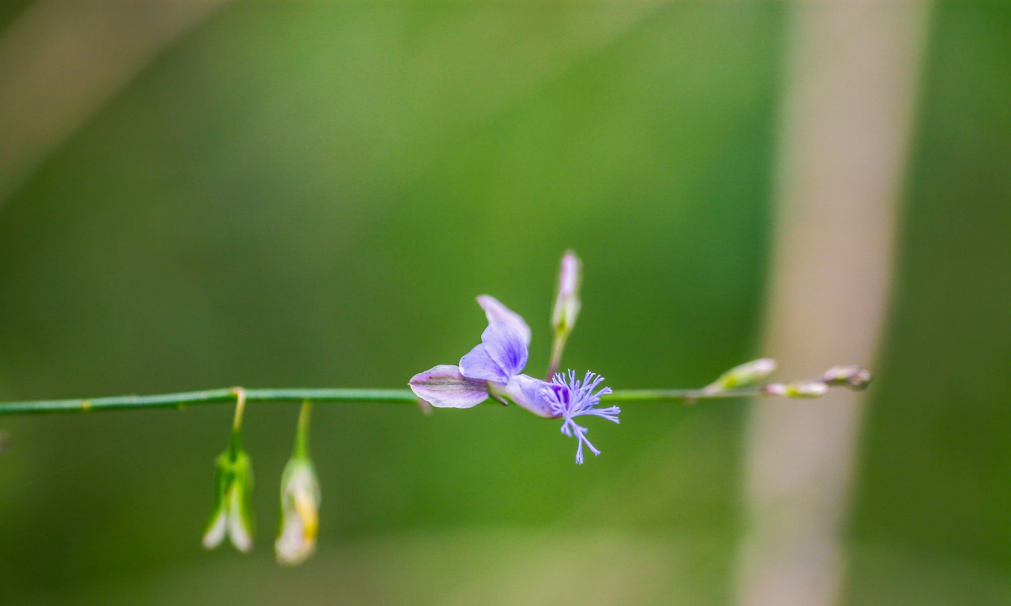 微距镜头下的远志花花朵极小却有着异乎寻常的美丽