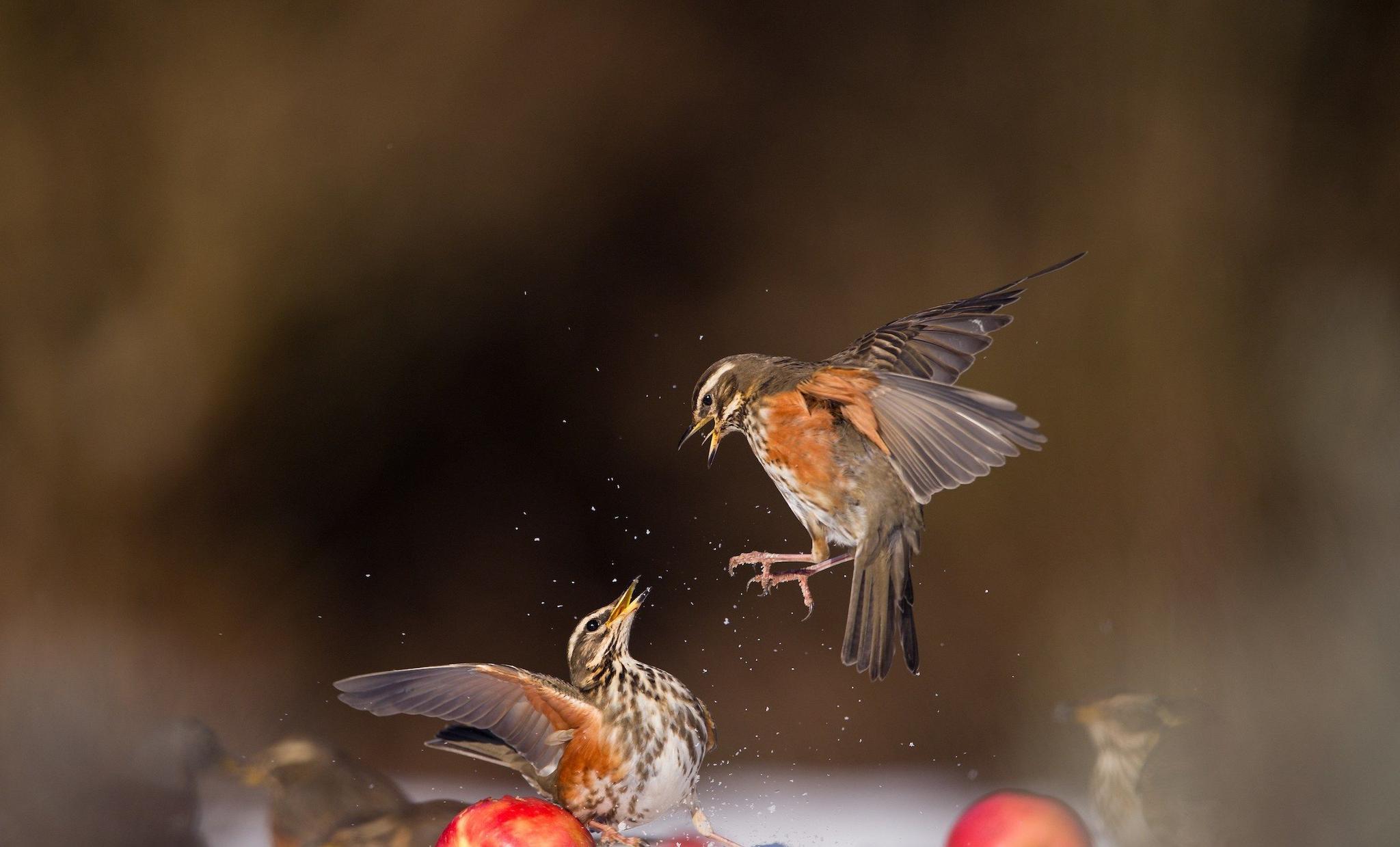 非常具有艺术情调的鸟类摄影获奖作品欣赏