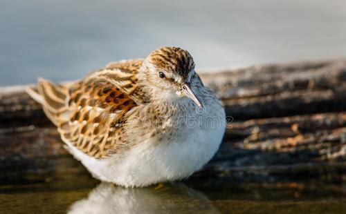 世界上 最清醒 的鸟 能连续19天不睡觉 几乎不需要睡眠 北极 鹞 鸟 新浪新闻 世界上 最清醒 的鸟 能连续19天不睡觉 几乎不需要睡眠 北极 鹞 鸟 新浪新闻