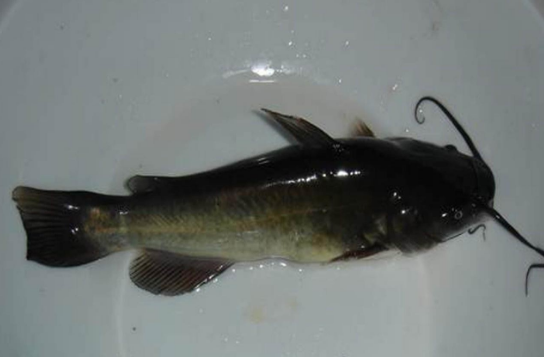 这是一种叫做云斑鮰的鱼类,它的老家在美国,并且在美国当地,云斑鮰