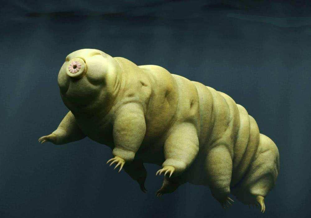 谁也没能想到舒尔策关于描述水熊虫形态的一个词语的