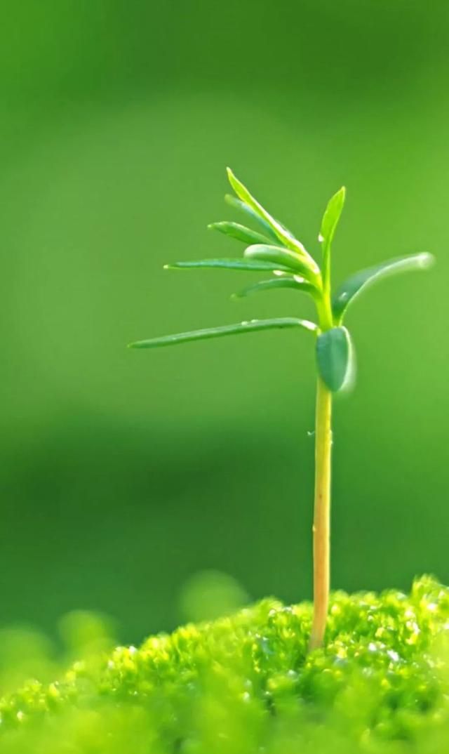 绿色控 绿色世界 护眼壁纸 大屏全面屏手机壁纸,锁屏