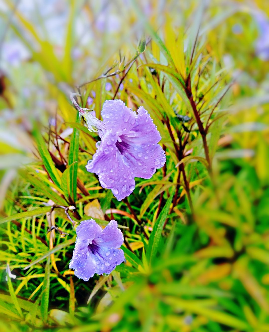 户外徒步篇:秋雨中的狭叶翠芦莉
